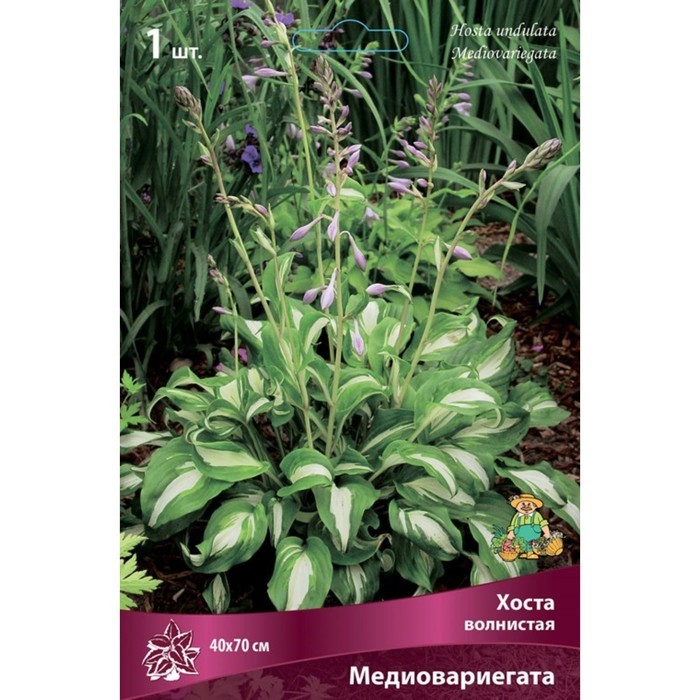 Хоста волнистая «Медиовариегата», саженец, 1 шт., Осень 2026, «ПОИСК»