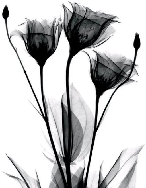 Картина Stamprint Черные цветы 1 TR016 (45x35)