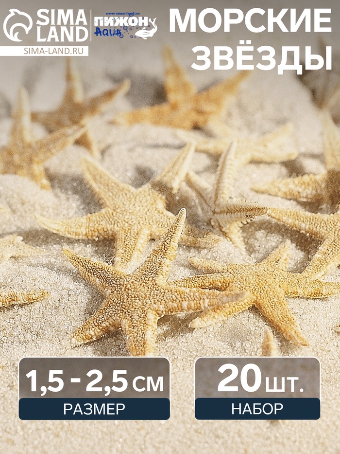 Набор натуральных морских звезд, 1.5 - 2.5 см, 20 шт.