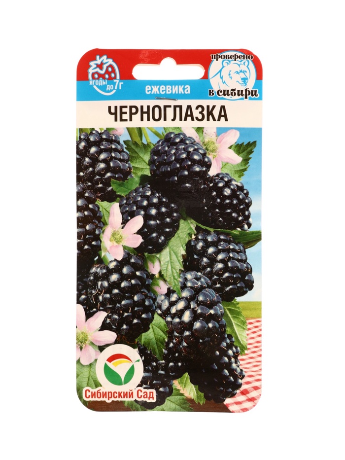 Семена Ежевика «Черноглазка», 10 шт., «Сибирский сад»