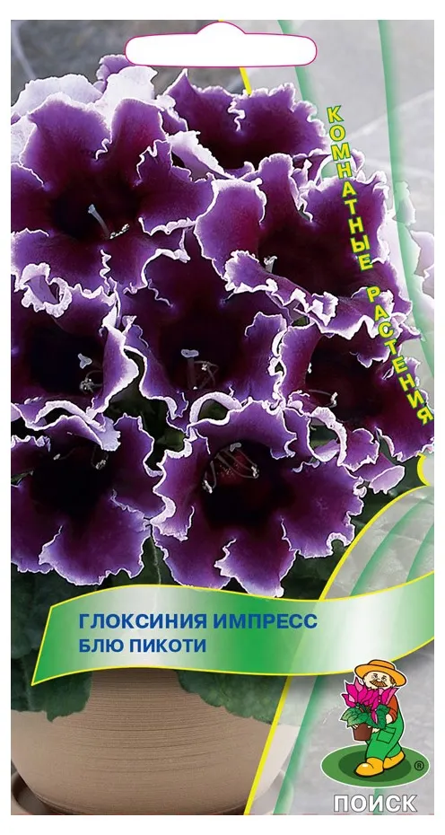 Семена Глоксения Поиск Импресс блю пикоти, 5 шт