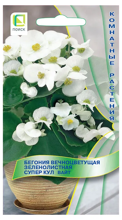 Семена Поиск Бегония Вечноцветущая Зеленолистная Супер Кул Вайт, 10 шт