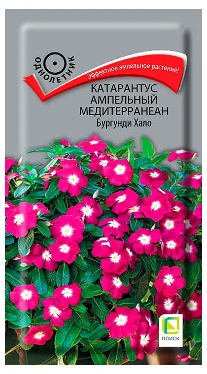 Семена Поиск Катарантус ампельный Медитерранеан Бургунди Хало, 10 шт