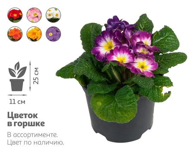Живое растение Примула короткостебельная в ассортименте в горшке d 11 h 25 см, 1 шт
